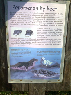 Perämeren hylkeet